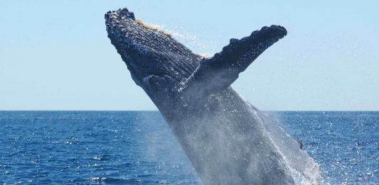 Loango National Park Gabon Loango bultrug walvis