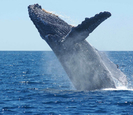 Loango National Park Gabon Loango bultrug walvis