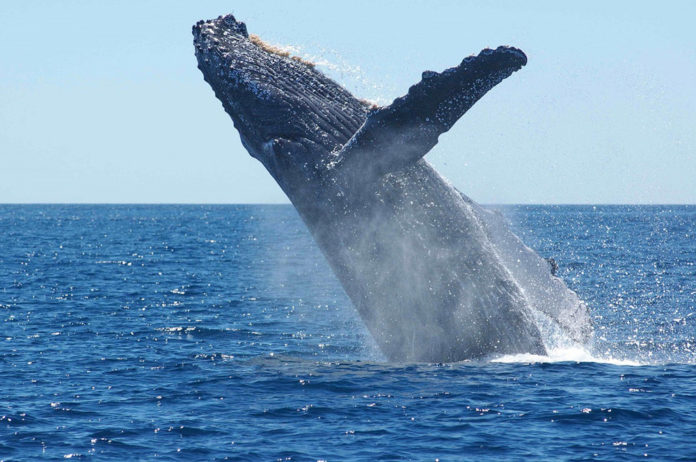 Gabon Loango bultrug walvis