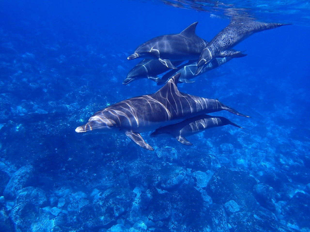 Gabon Loango dolfijn