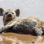 Hyena Selous Tanzania