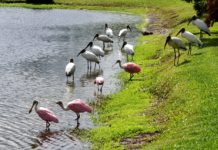 Isangano National Park Isangano National Park Zambia