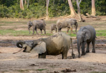Ivindo National Park Ivindo National Park Gabon-1
