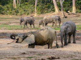 Ivindo National Park Ivindo National Park Gabon-1