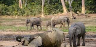 Ivindo National Park Ivindo National Park Gabon-1