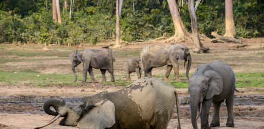 Ivindo National Park Ivindo National Park Gabon-1