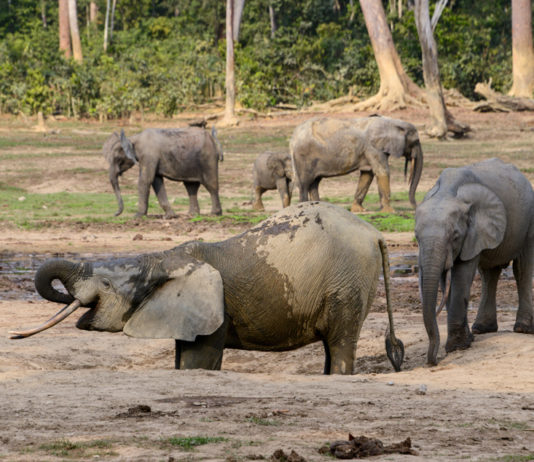 Ivindo National Park Ivindo National Park Gabon-1