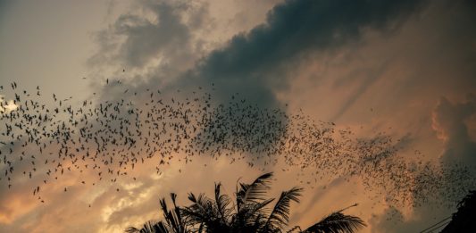Kasanka national park Kasanka national park vleermuizen Zambia