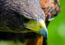 Lavushi Manda National Park Lavushi Manda National Park Zambia