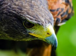 Lavushi Manda National Park Lavushi Manda National Park Zambia