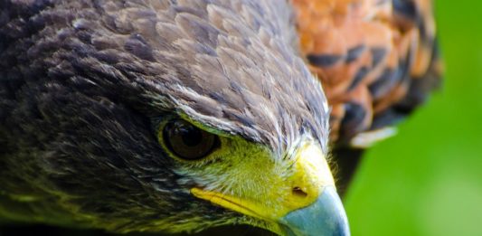 Lavushi Manda National Park Lavushi Manda National Park Zambia