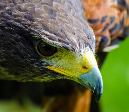 Lavushi Manda National Park Lavushi Manda National Park Zambia