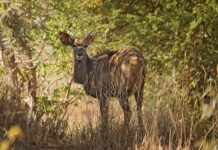Lengwe National Park Lengwe National Park Malawi