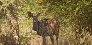 Lengwe National Park Lengwe National Park Malawi