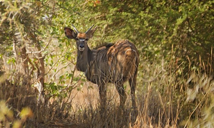 Lengwe National Park Malawi