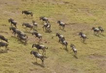 Liuwa Plain is een landschap vol extremen