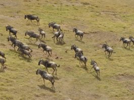 Liuwa Plain is een landschap vol extremen