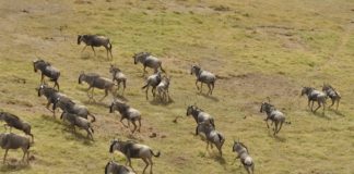 Liuwa Plain is een landschap vol extremen