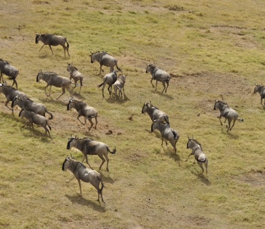 Liuwa Plain is een landschap vol extremen