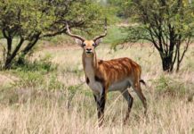 Lochinvar national park Lochinvar national park Zambia lechwe