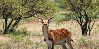Lochinvar national park Lochinvar national park Zambia lechwe