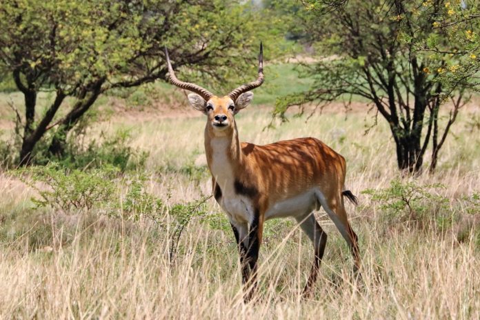 Lochinvar national park Zambia lechwe