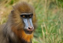 Lopé National Park Lopé National Park Gabon Mandril