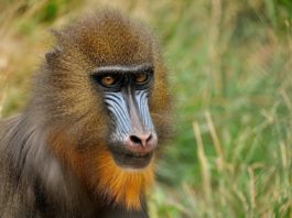 Lopé National Park Lopé National Park Gabon Mandril