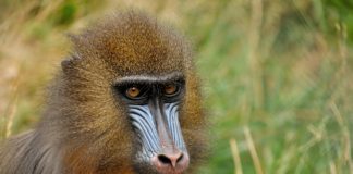 Lopé National Park Lopé National Park Gabon Mandril