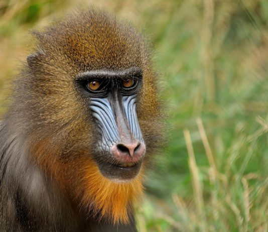 Lopé National Park Lopé National Park Gabon Mandril