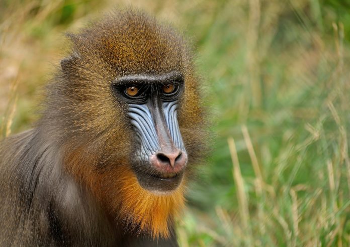 Lopé National Park Gabon Mandril