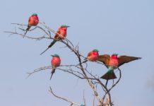 Luambe National Park Luambe National Park Zambia