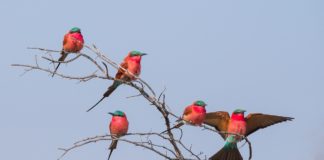 Luambe National Park Luambe National Park Zambia