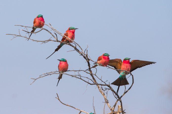 Luambe National Park Zambia