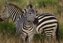 Lusaka National Park Lusaka National Park Zambia zebra