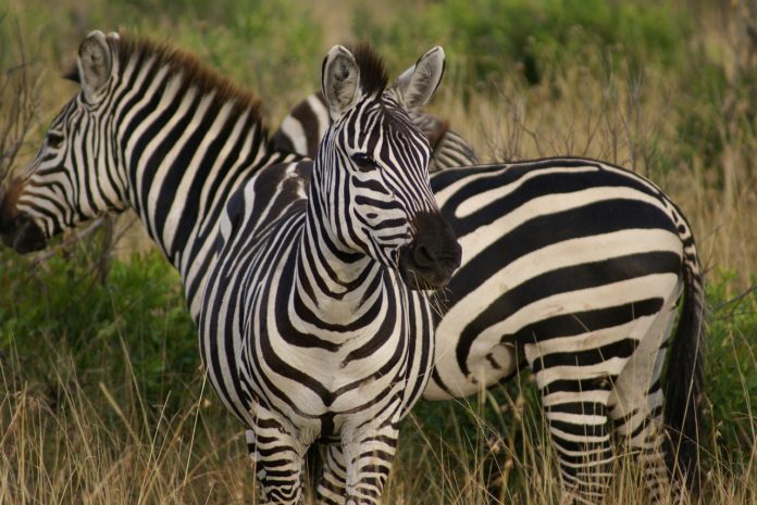 Lusaka National Park Zambia zebra