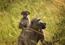 Lusenga Plains National Park Lusenga Plains National Park Zambia