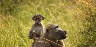 Lusenga Plains National Park Lusenga Plains National Park Zambia