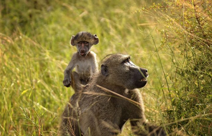 Lusenga Plains National Park Zambia