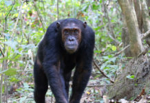 Mahale Mountains National Park Mahale Mountains National Park tanzania