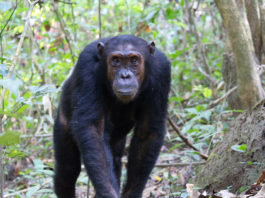 Mahale Mountains National Park Mahale Mountains National Park tanzania