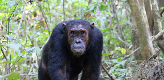 Mahale Mountains National Park Mahale Mountains National Park tanzania