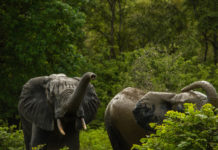 Minkébé National Park Minkébé National Park Gabon
