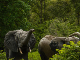 Minkébé National Park Minkébé National Park Gabon