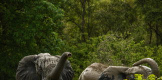 Minkébé National Park Minkébé National Park Gabon