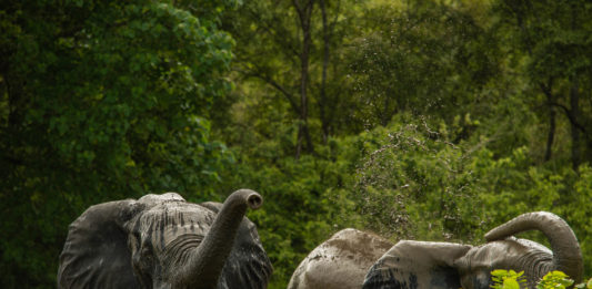 Minkébé National Park Minkébé National Park Gabon