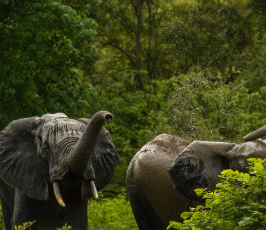 Minkébé National Park Minkébé National Park Gabon