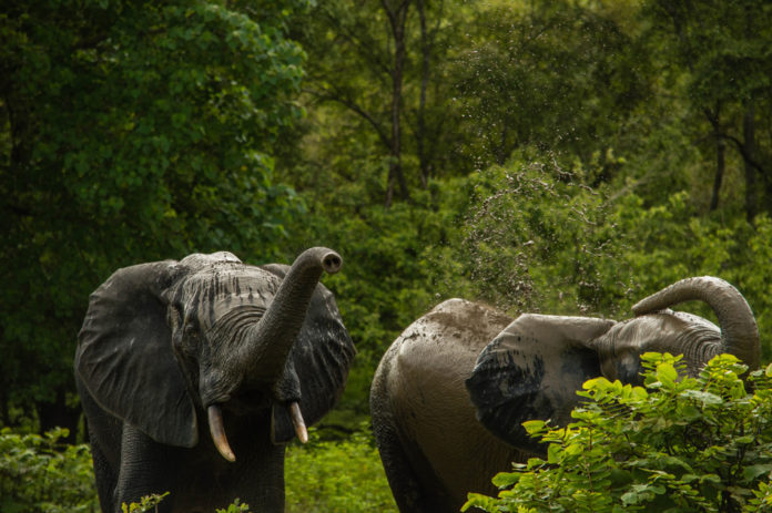 Minkébé National Park Gabon