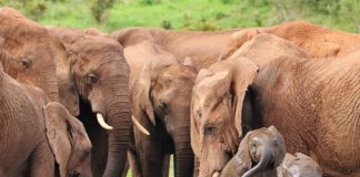 Mole national park Mole national park ghana