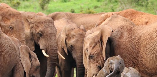 Mole national park Mole national park ghana